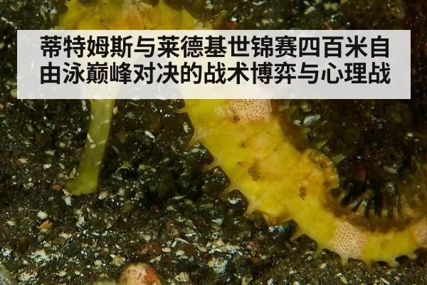 蒂特姆斯与莱德基世锦赛四百米自由泳巅峰对决的战术博弈与心理战